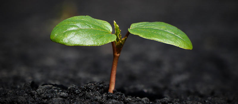 new growth